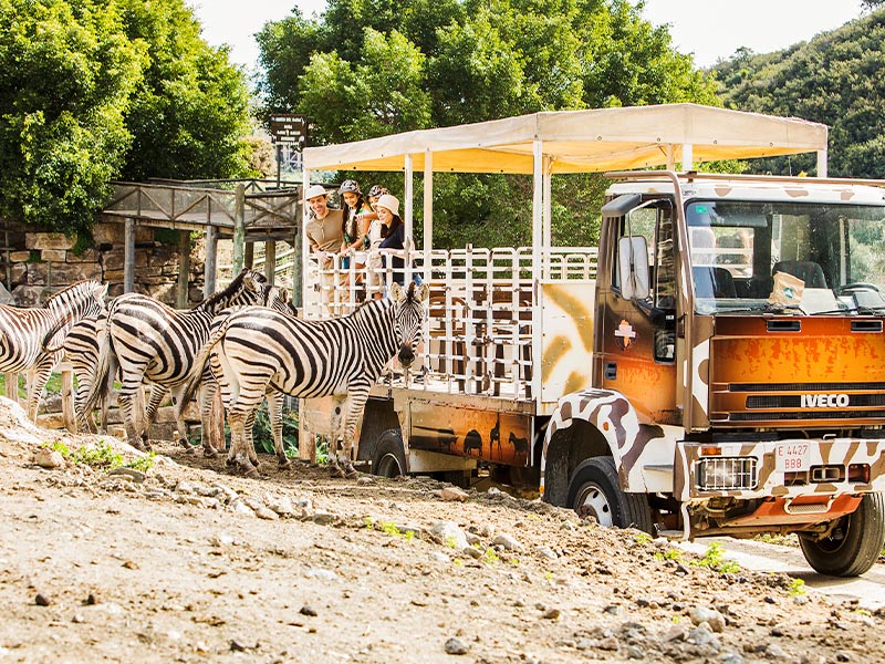 Safari-Serengueti-Selwo-Aventura-main